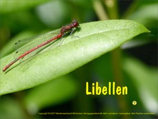 Libellen.pdf